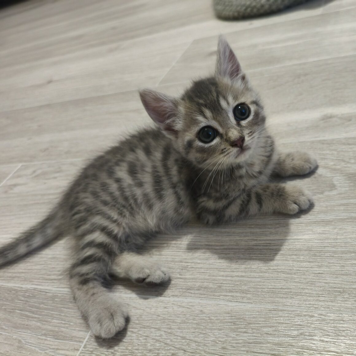 BURBERRY – Chaton