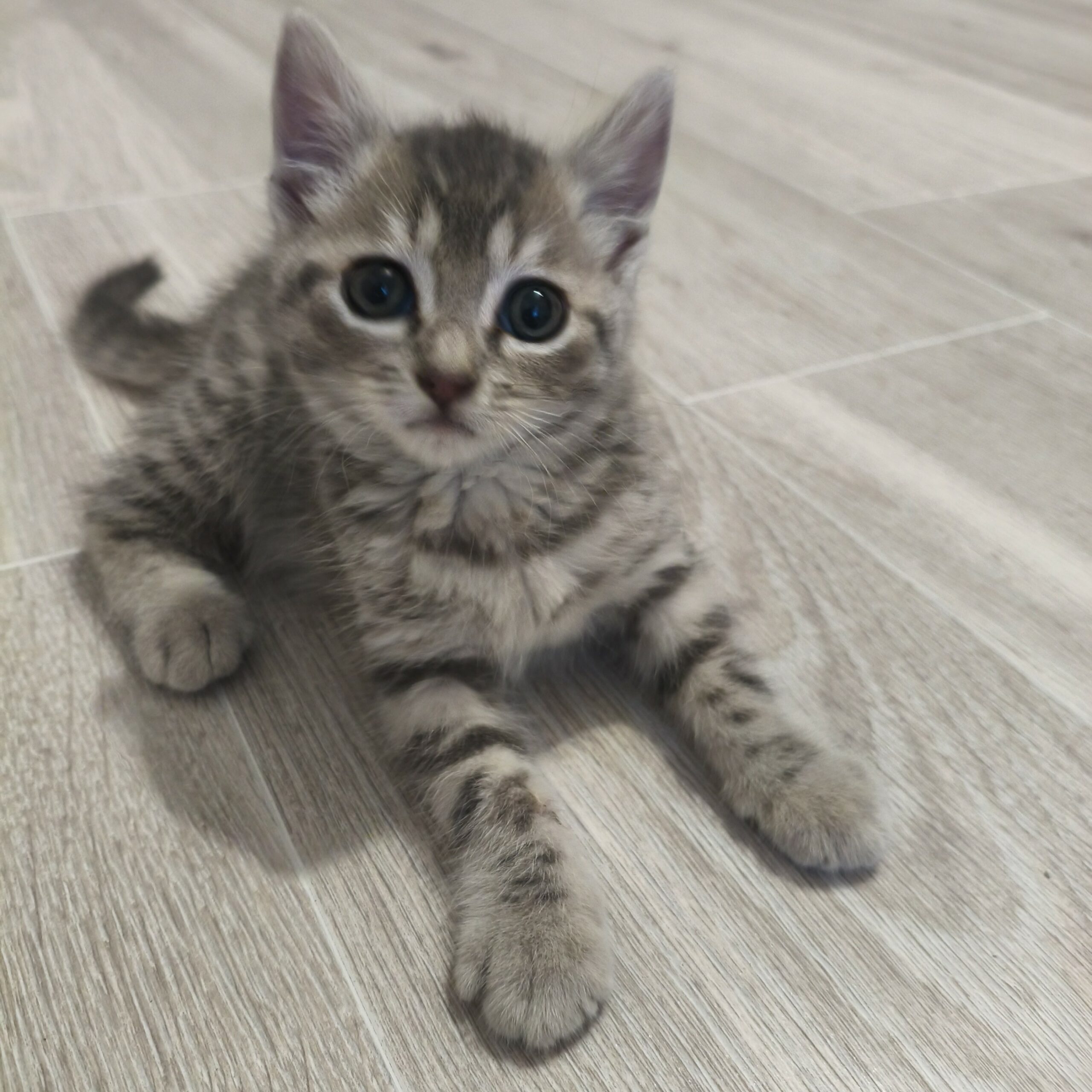 BURBERRY – Chaton