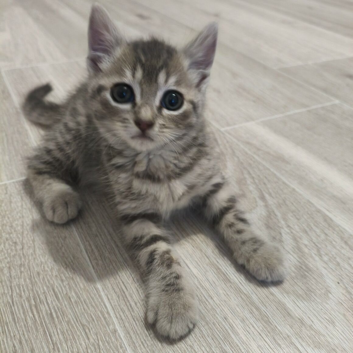 BURBERRY – Chaton