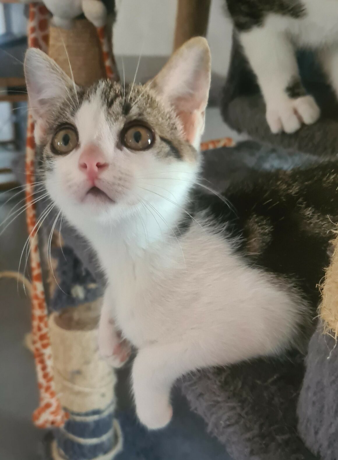 BUZZ 12 JUIL (1) BUZZ – chaton