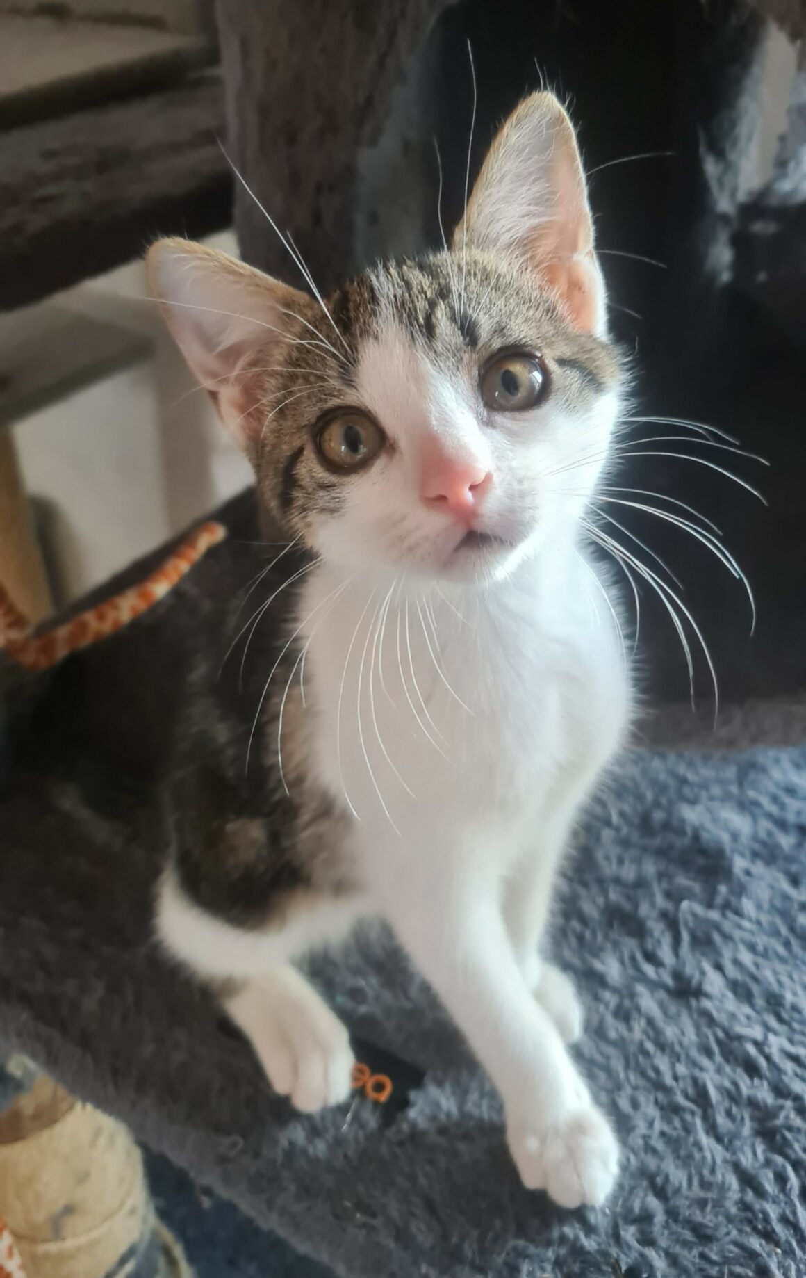 BUZZ 12 JUIL (2) BUZZ – chaton