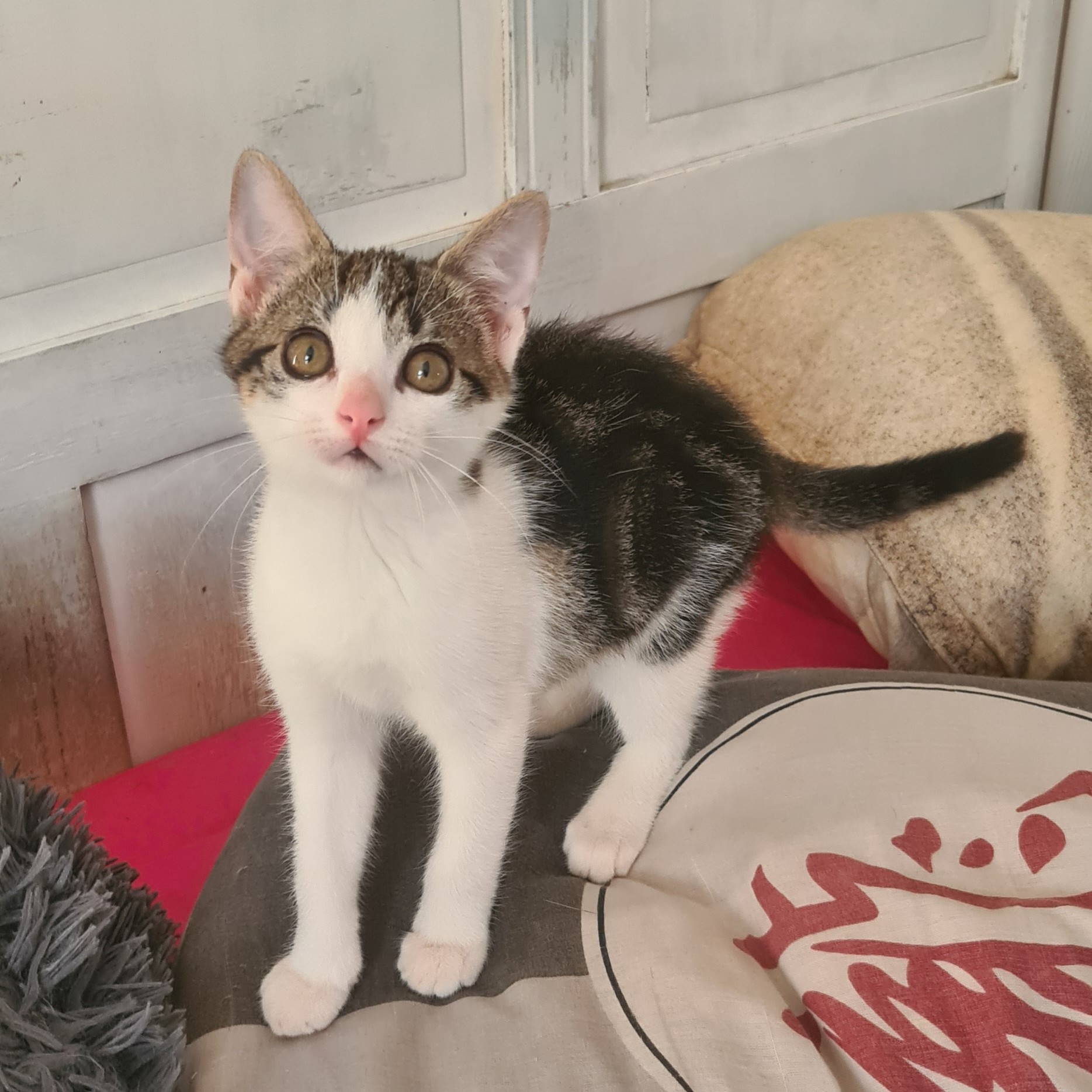BUZZ – chaton