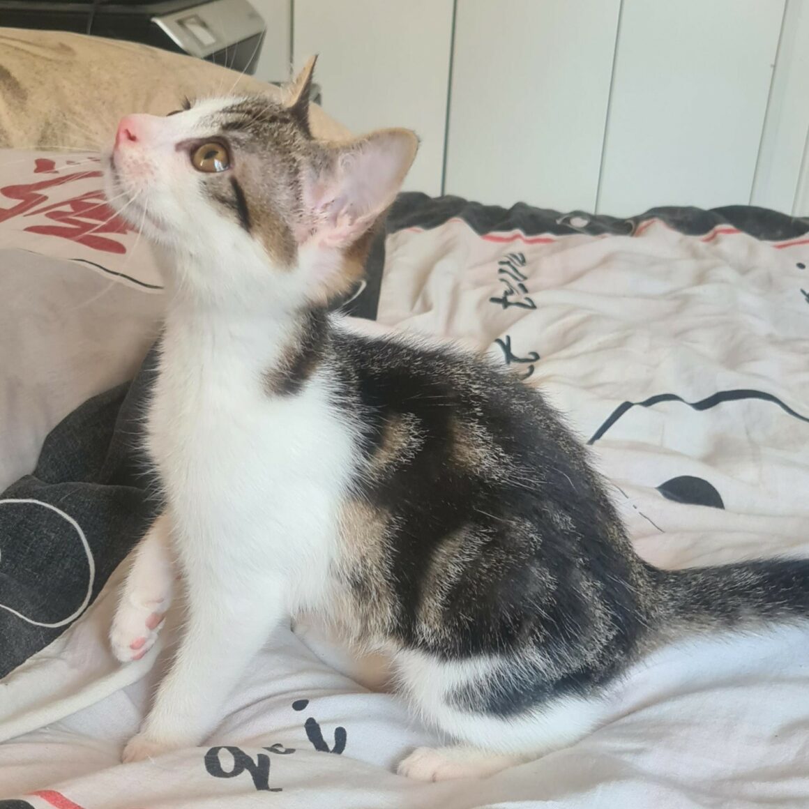 BUZZ 12 JUIL (4) BUZZ – chaton