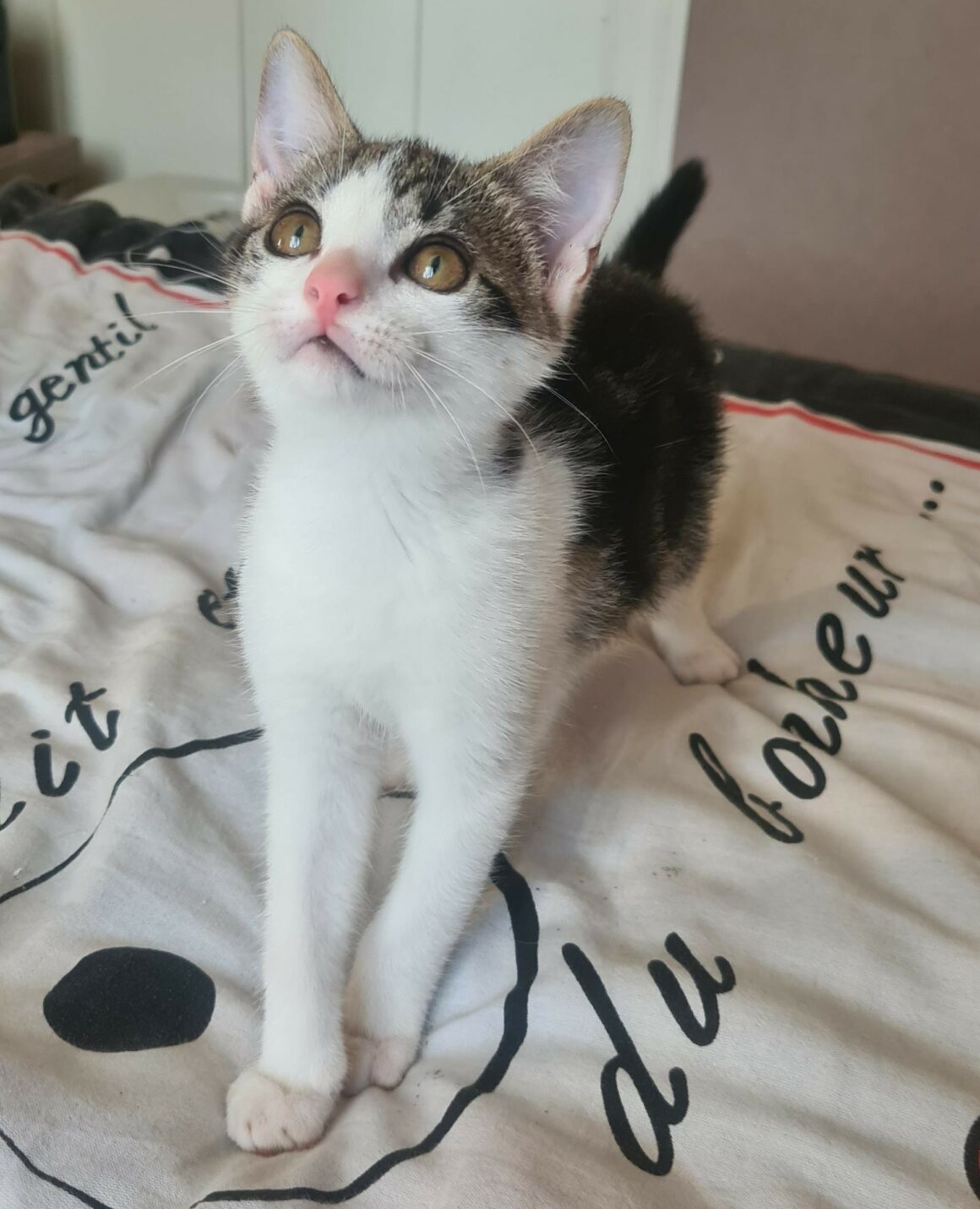 BUZZ 12 JUIL (5) BUZZ – chaton