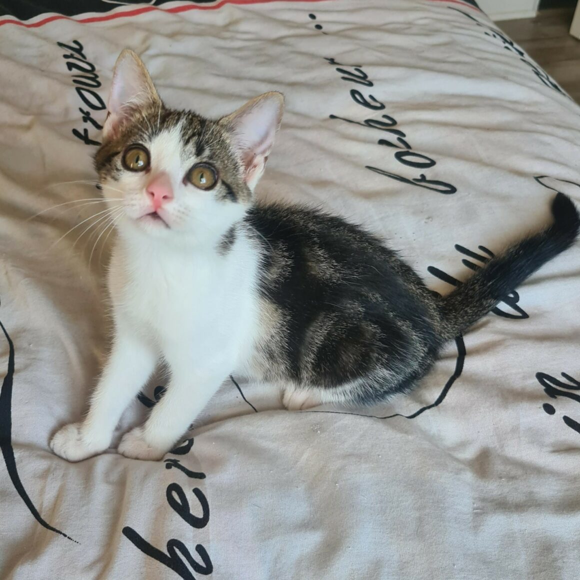 BUZZ 12 JUIL (6) BUZZ – chaton