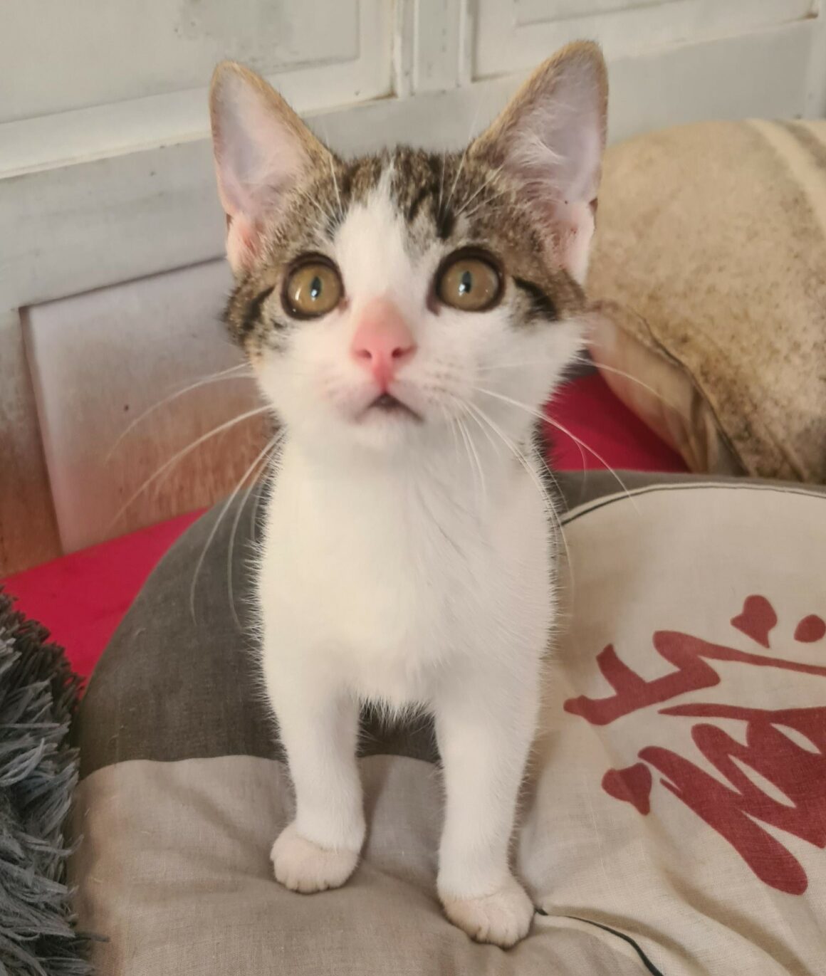 BUZZ 12 JUIL (7) BUZZ – chaton