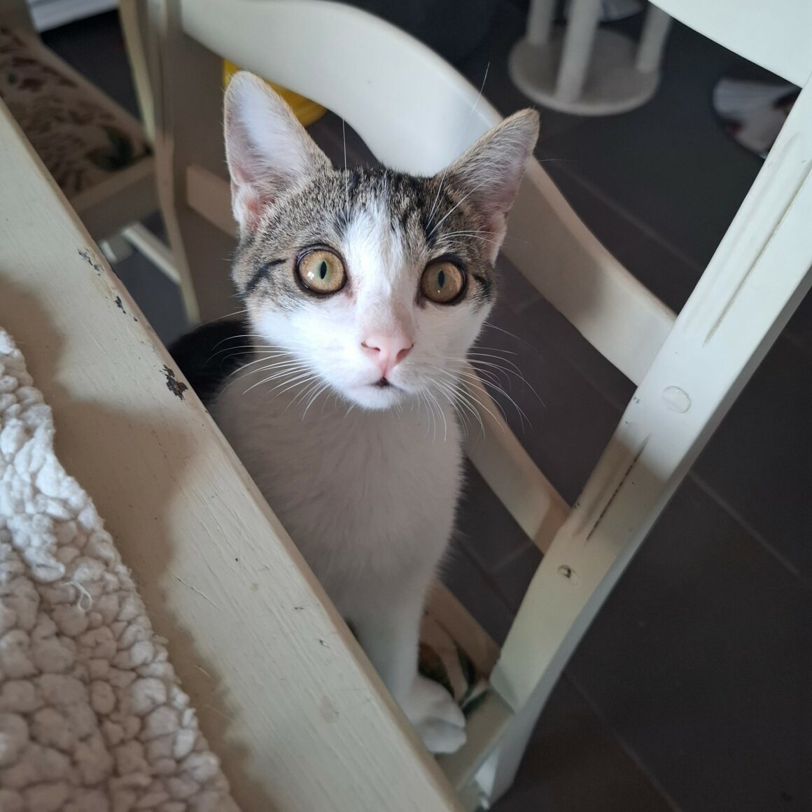 BUZZ – chaton