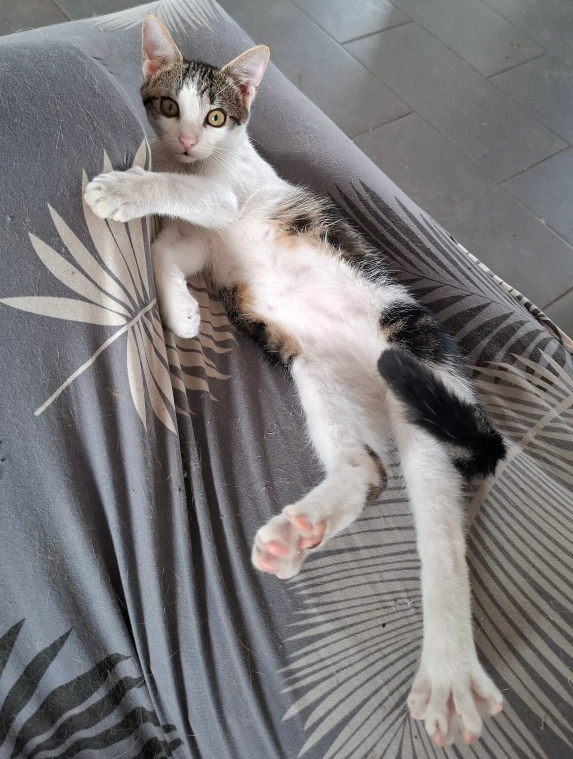 BUZZ – chaton