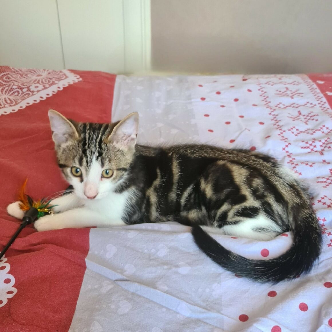 BOUFTOU – chaton Adopté