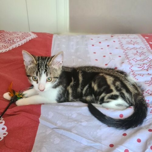 bouftou 12 juil (4) BOUFTOU – chaton