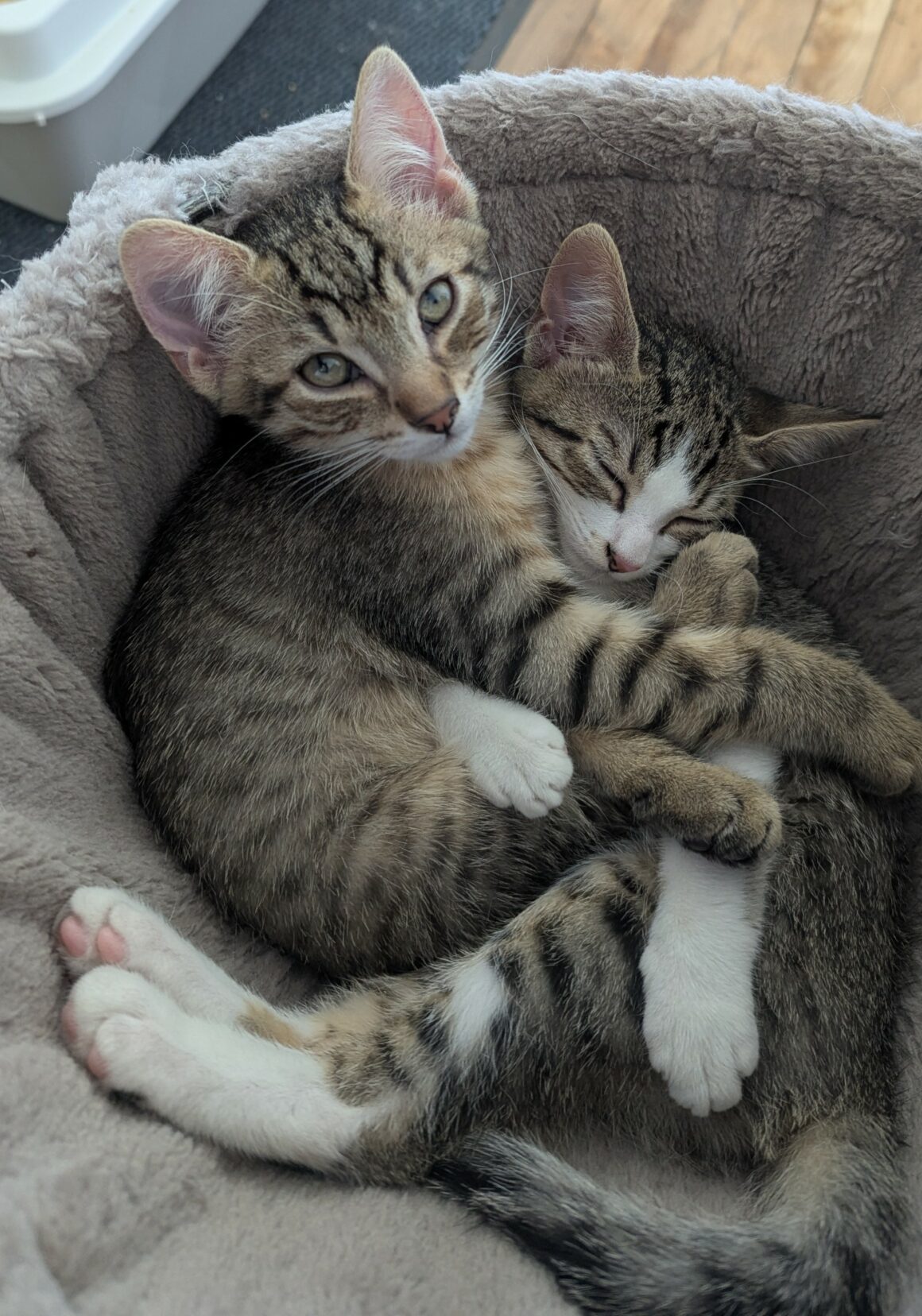 BOUSTIFLOR – chaton