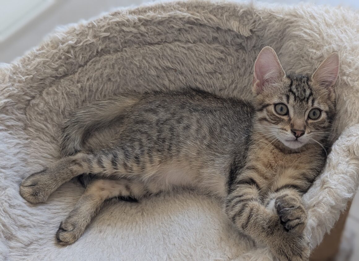 BOUSTIFLOR – chaton