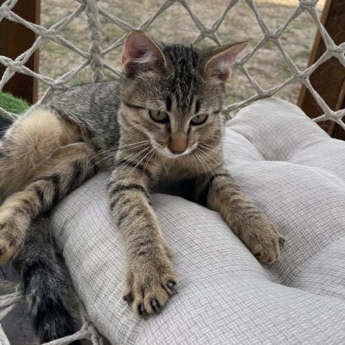 BABOU – chaton adopté