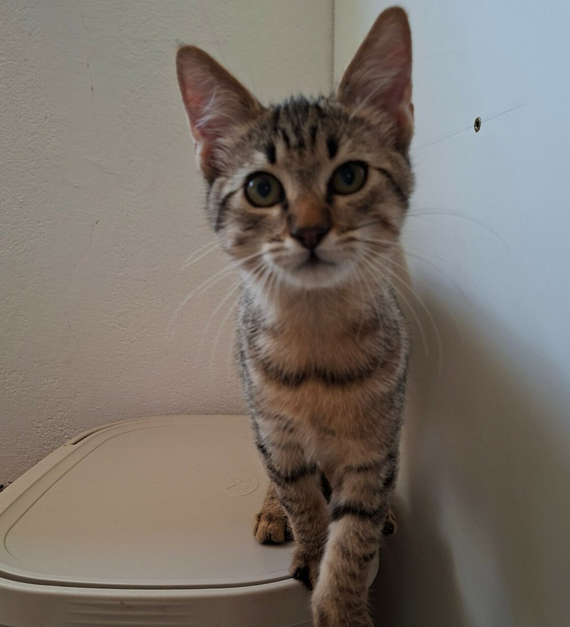 BABOU – chaton