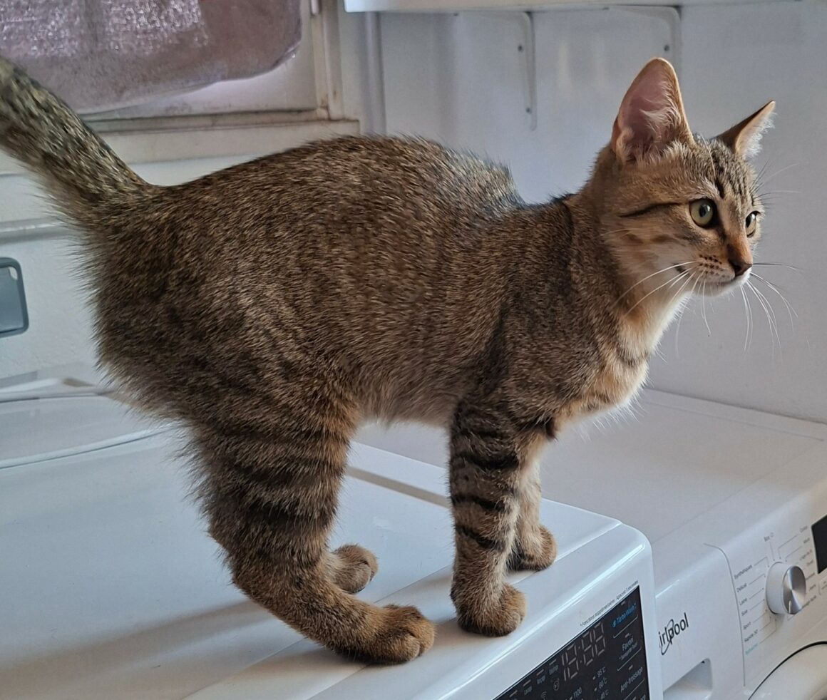 BABOU – chaton