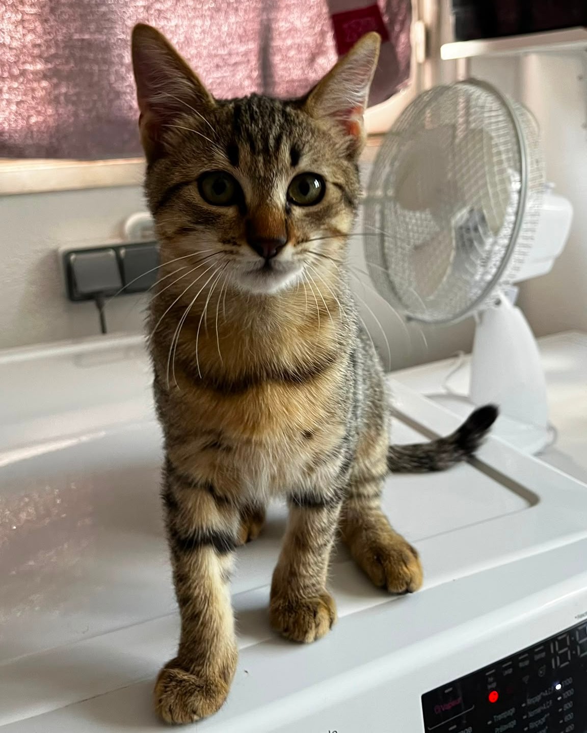 BABOU – chaton