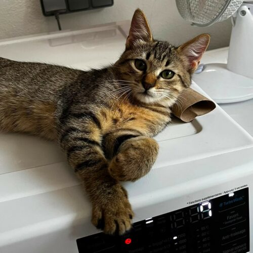BABOU – chaton