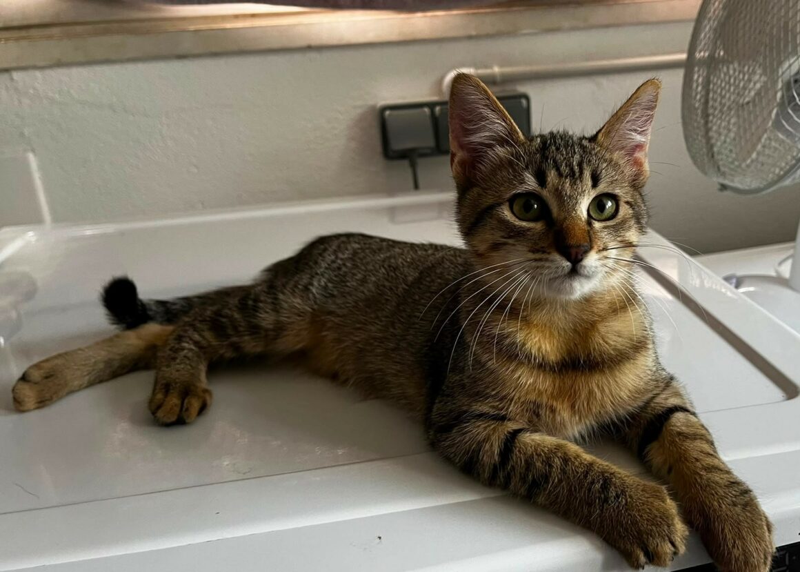BABOU – chaton
