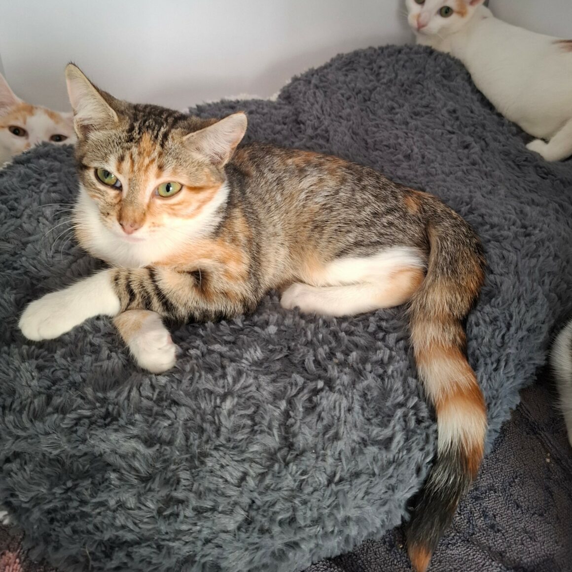 BACCARA1 BACCARA – chaton