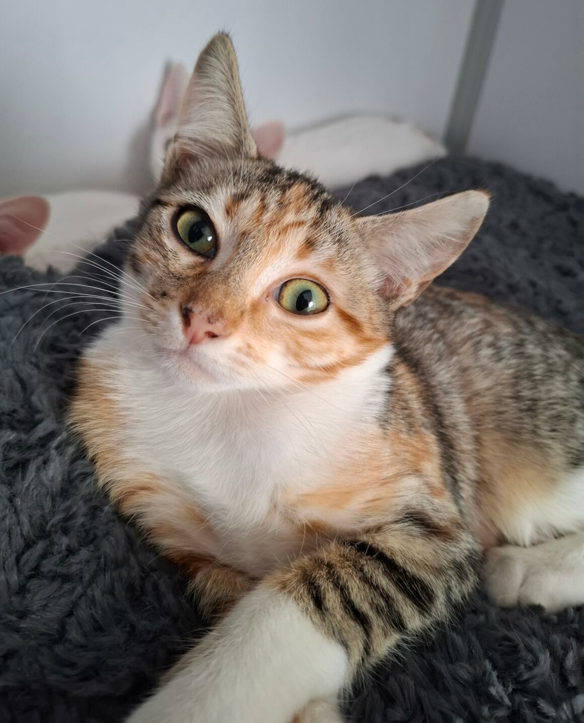 BACCARA2 BACCARA – chaton
