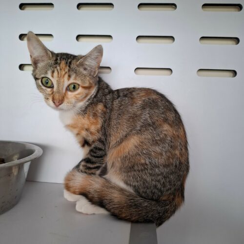 BACCARA – chaton