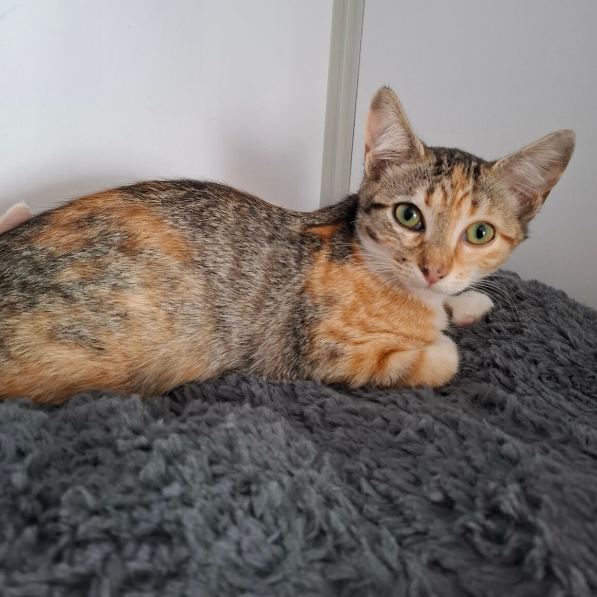 BACCARA4 BACCARA – chaton