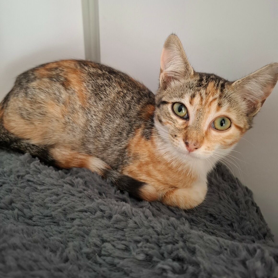 BACCARA5 BACCARA – chaton