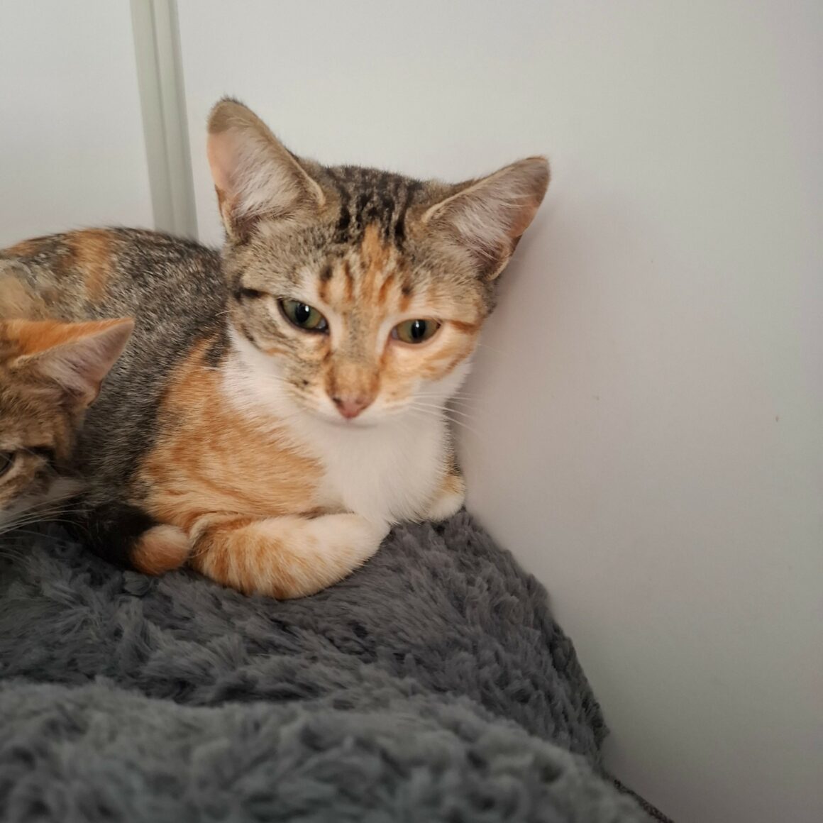 BACCARA6 BACCARA – chaton