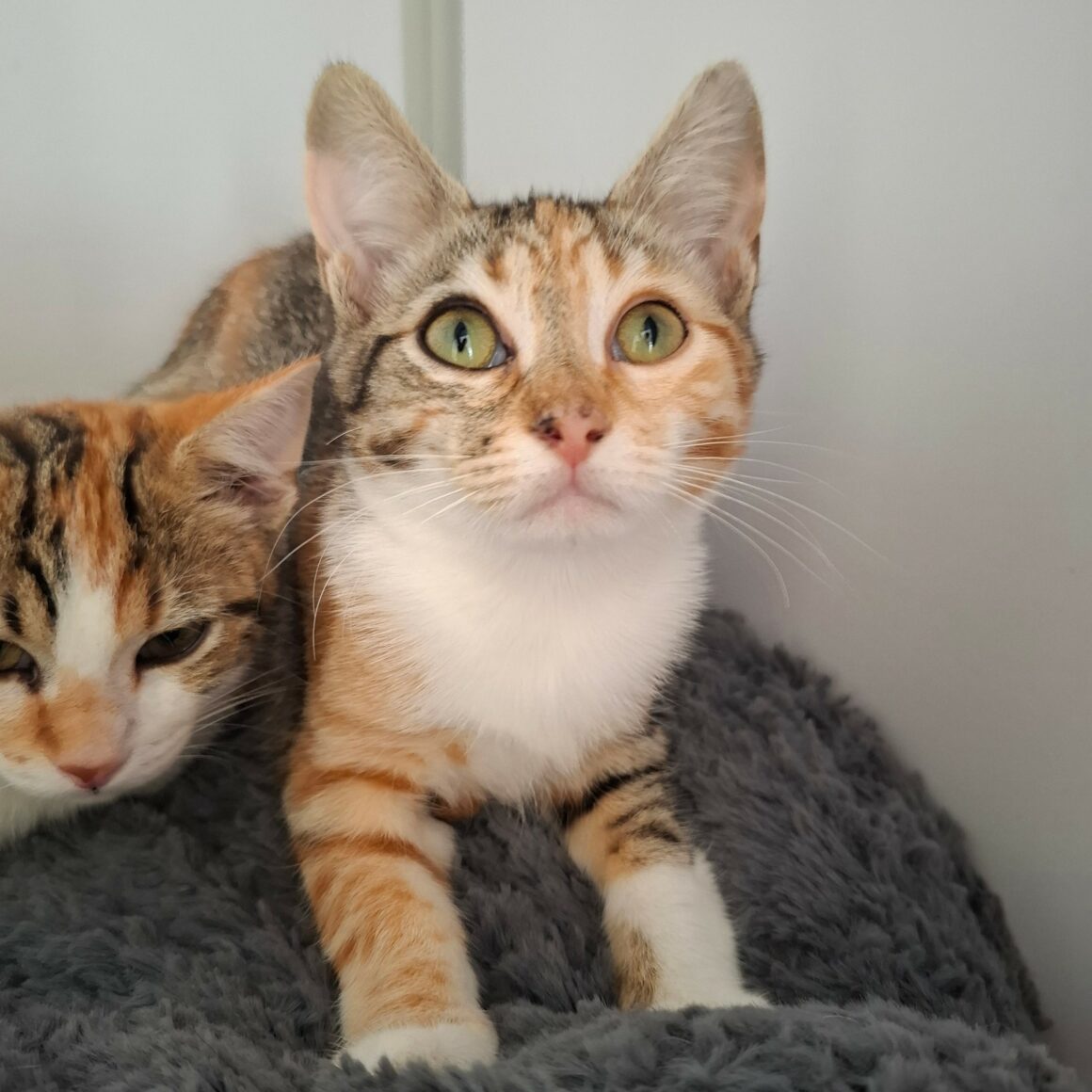 BACCARA7 BACCARA – chaton
