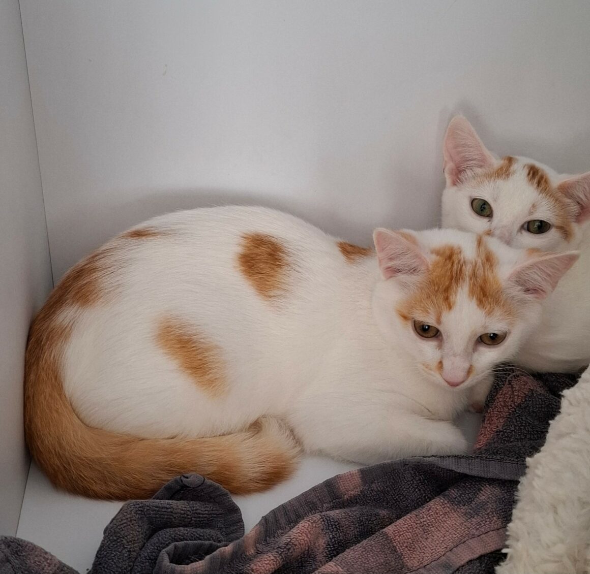 BACKGAMON – chaton