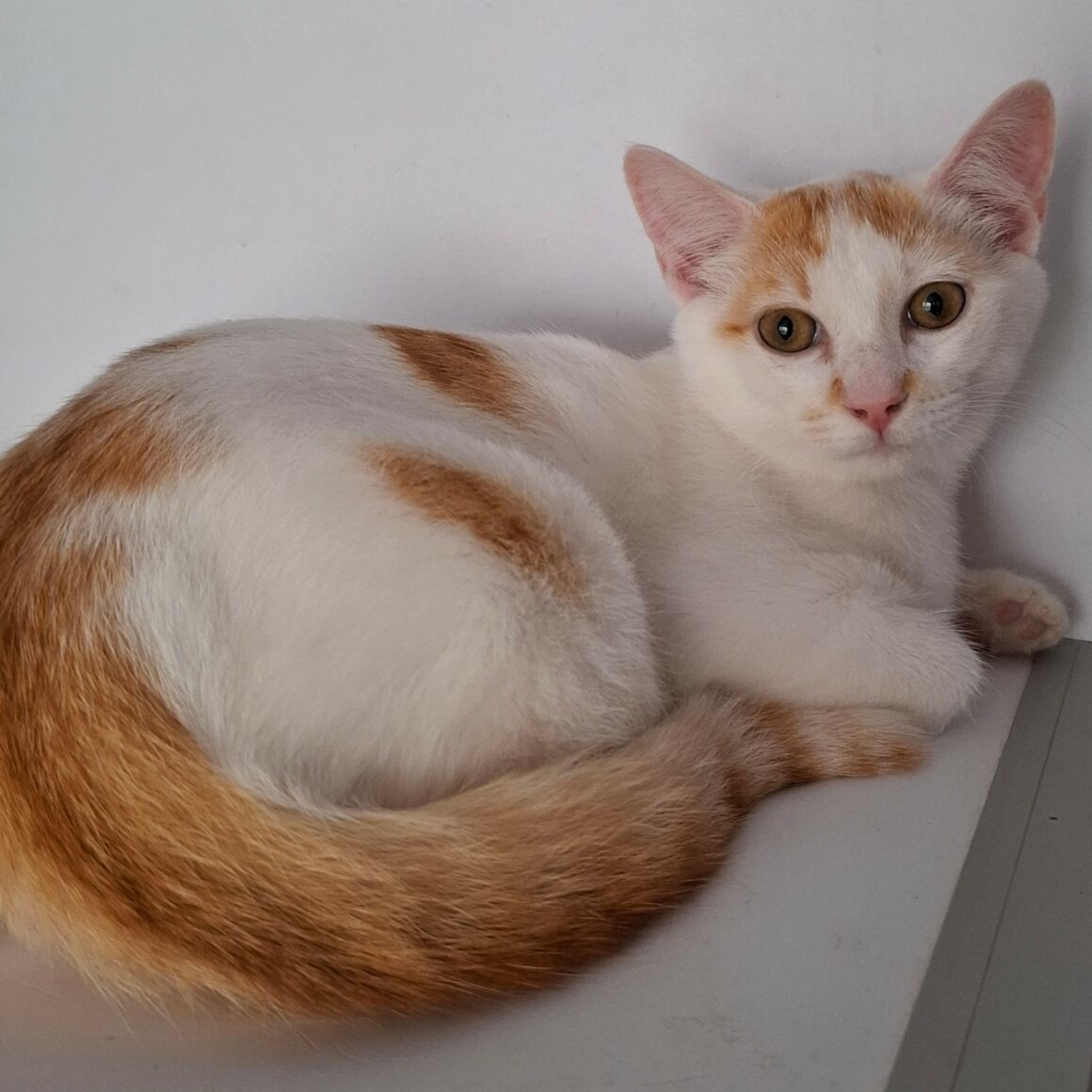 BACKGAMON – chaton