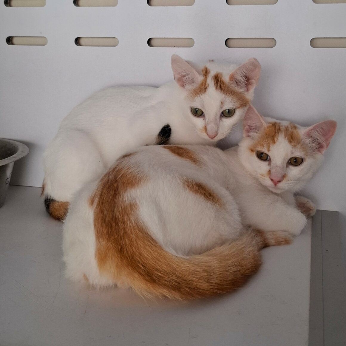 BACKGAMON – chaton