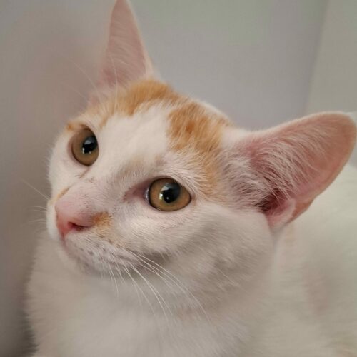 BACKGAMON5 BACKGAMON – chaton