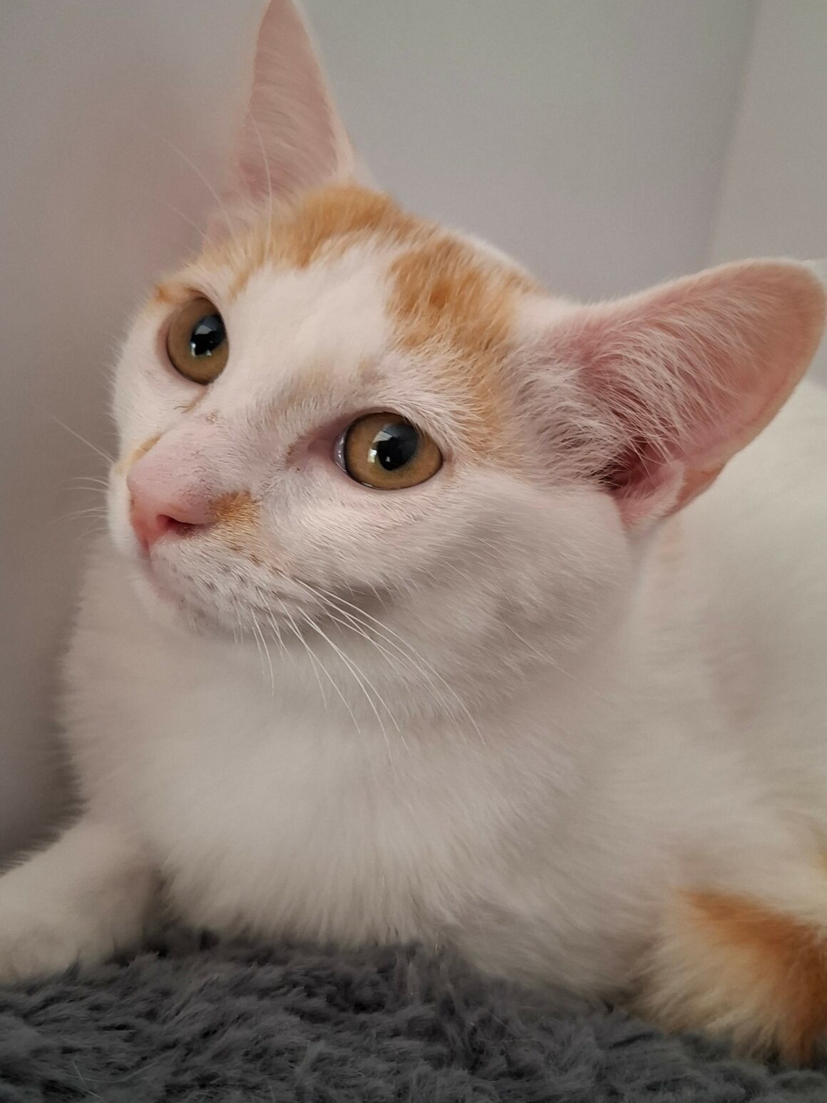 BACKGAMON – chaton