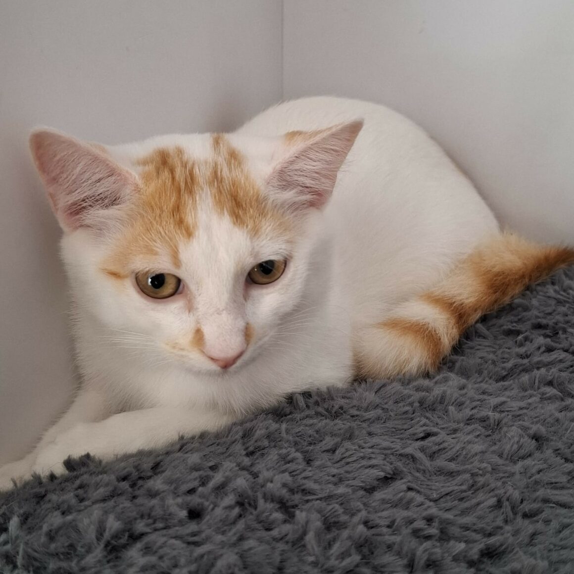 BACKGAMON – chaton