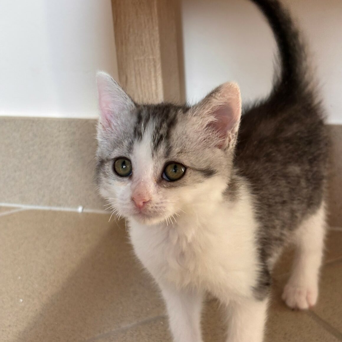 BALADE – chaton adoptée