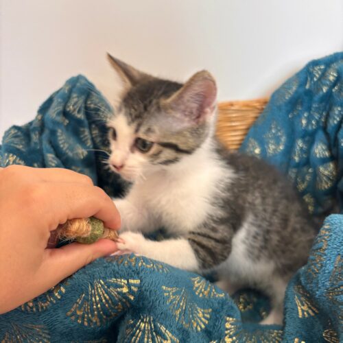 BALUCHON – chaton adopté
