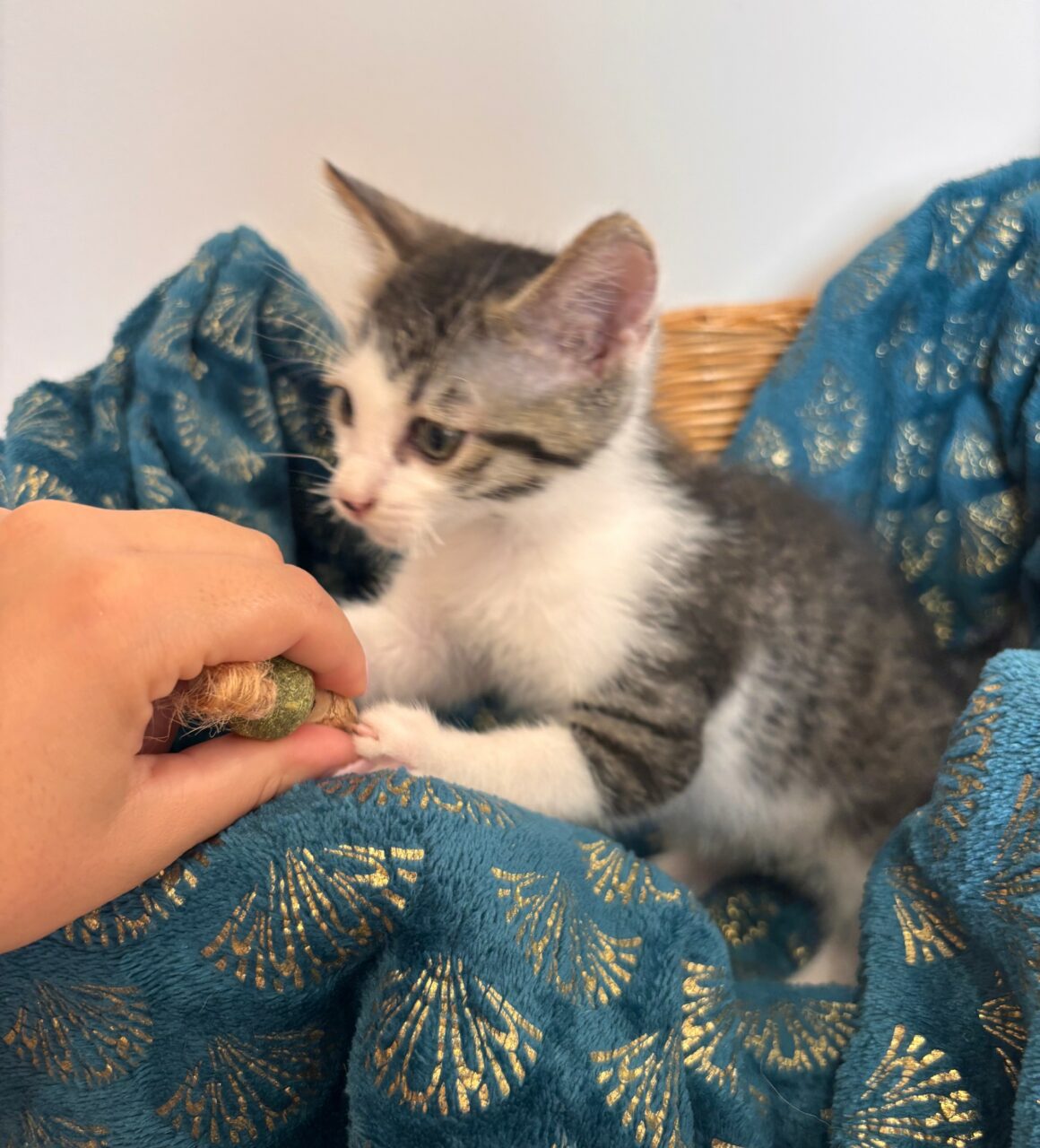 BALADE – chaton