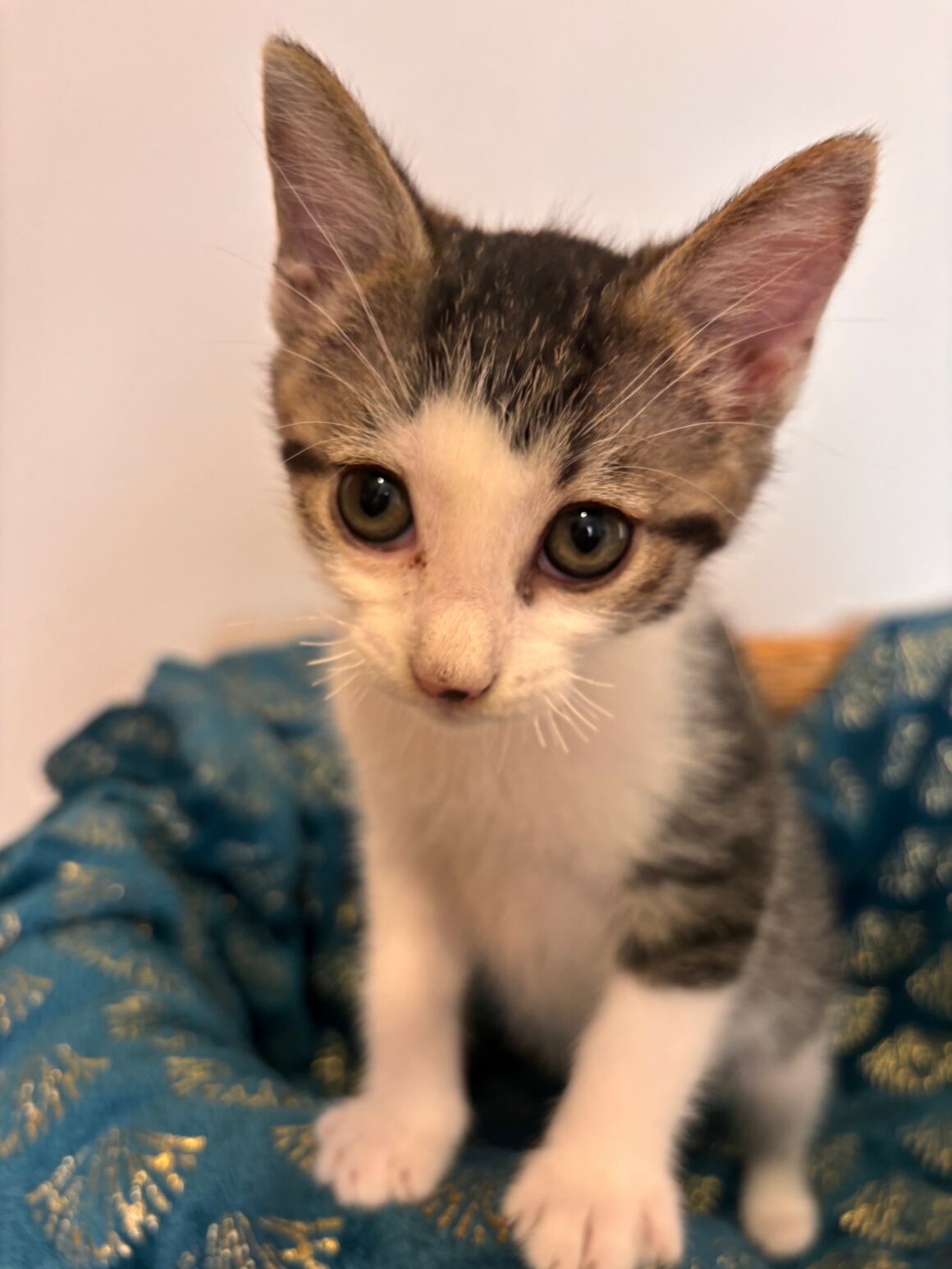 BALADE – chaton
