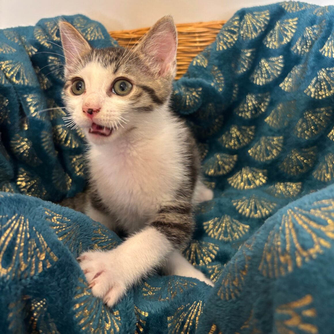 BALADE – chaton