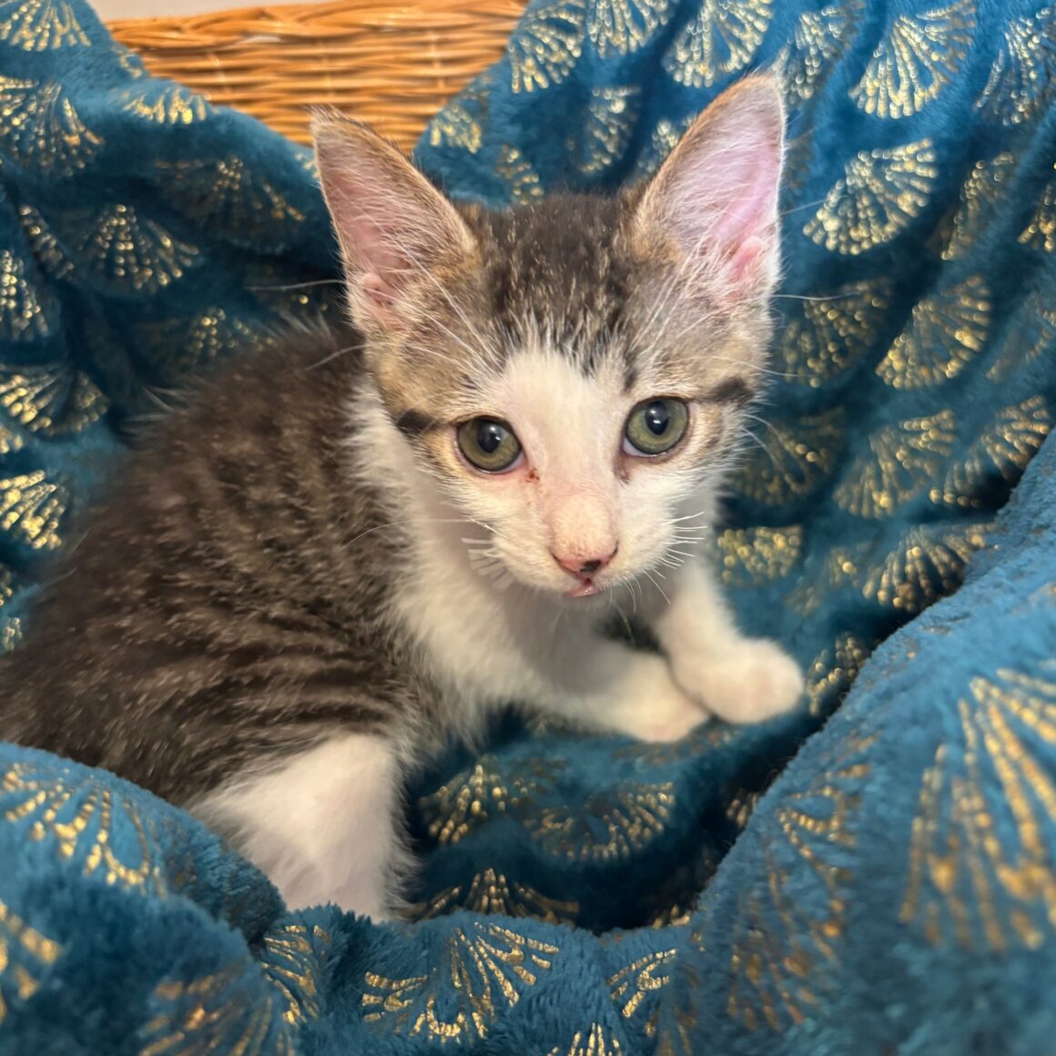 BALADE – chaton
