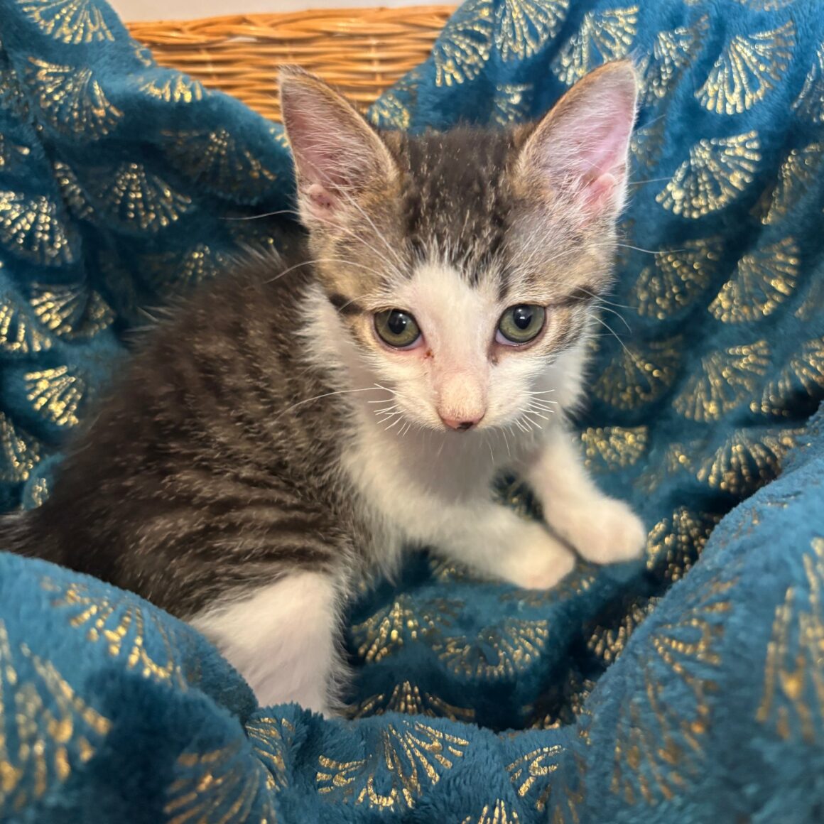 BALADE – chaton