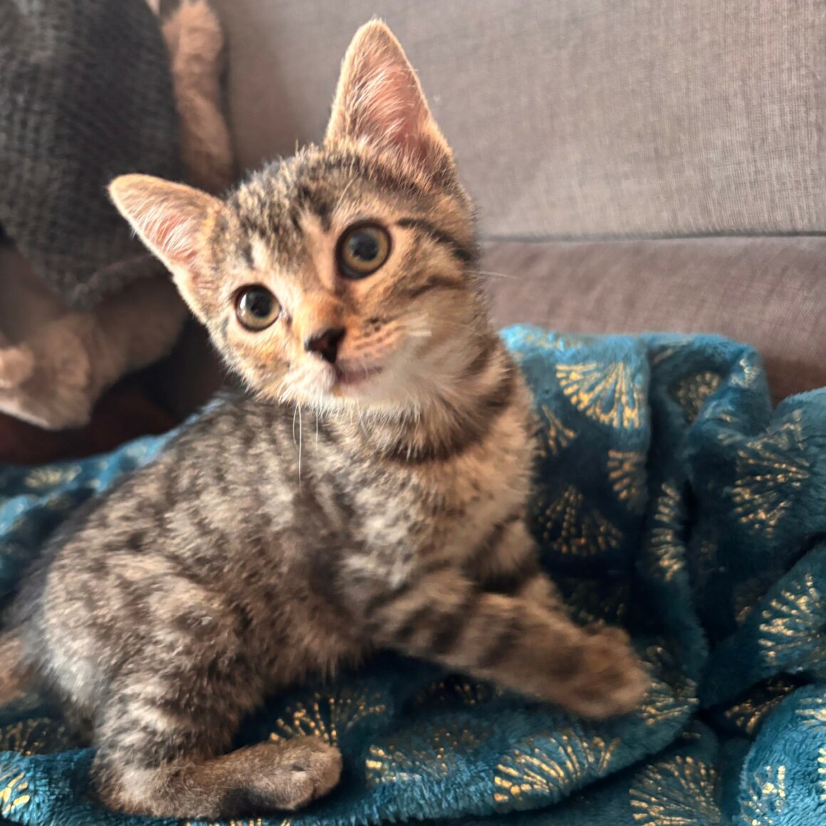 BALAYA – chaton