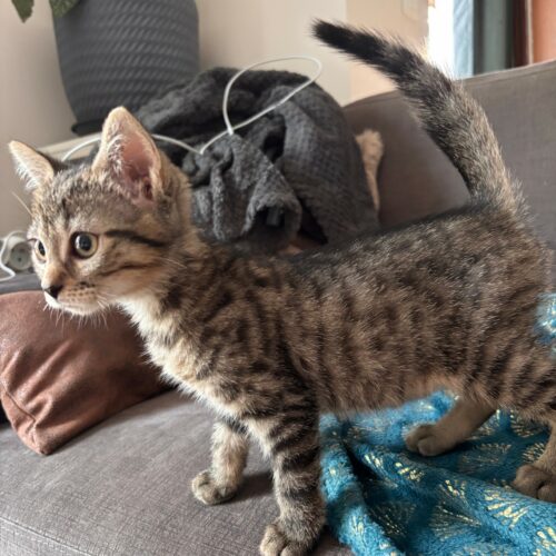 BALAYA – chaton adoptée