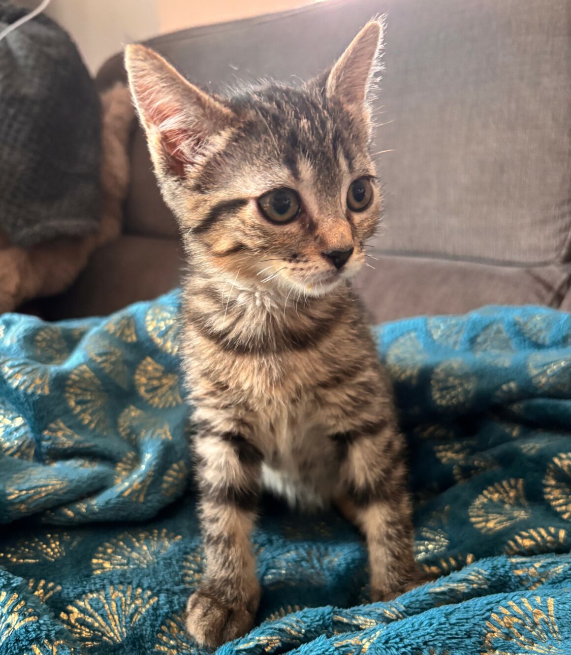 BALAYA – chaton