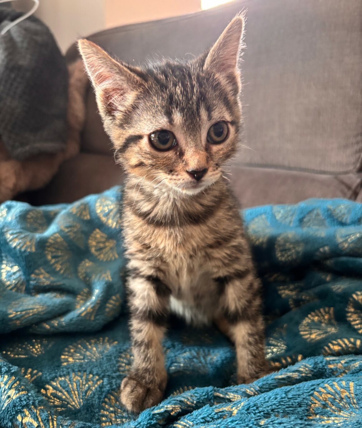 BALAYA – chaton