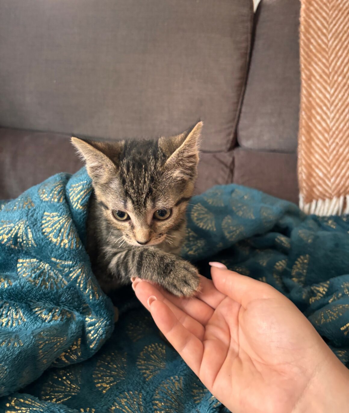 BALAYA – chaton