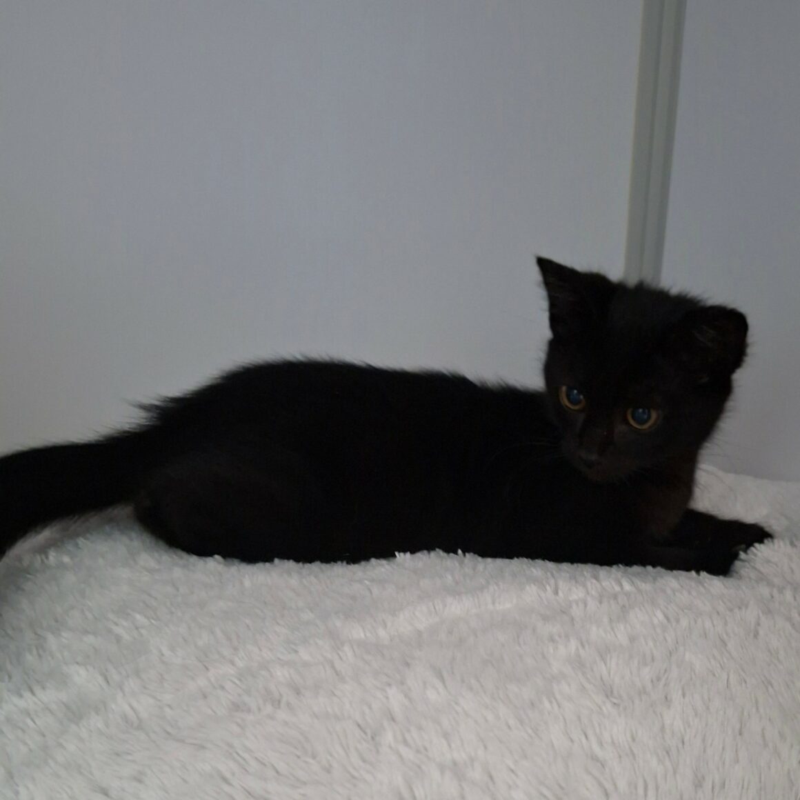 BANANAS – Chaton