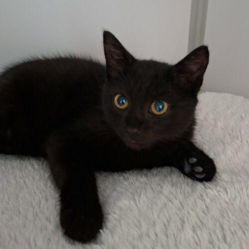 BANANAS1 BANANAS – Chaton