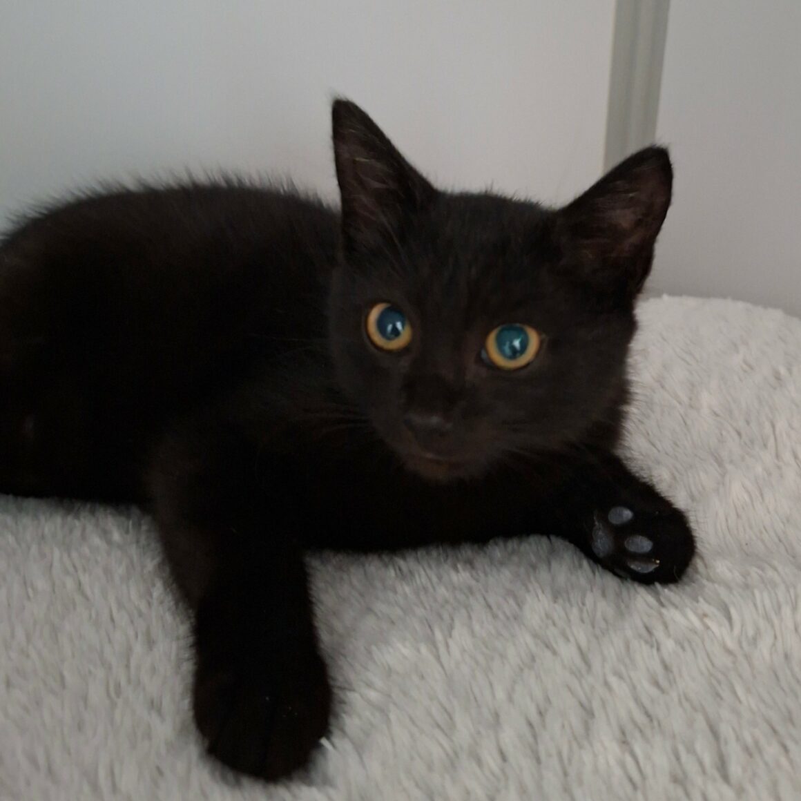 BANANAS – Chaton